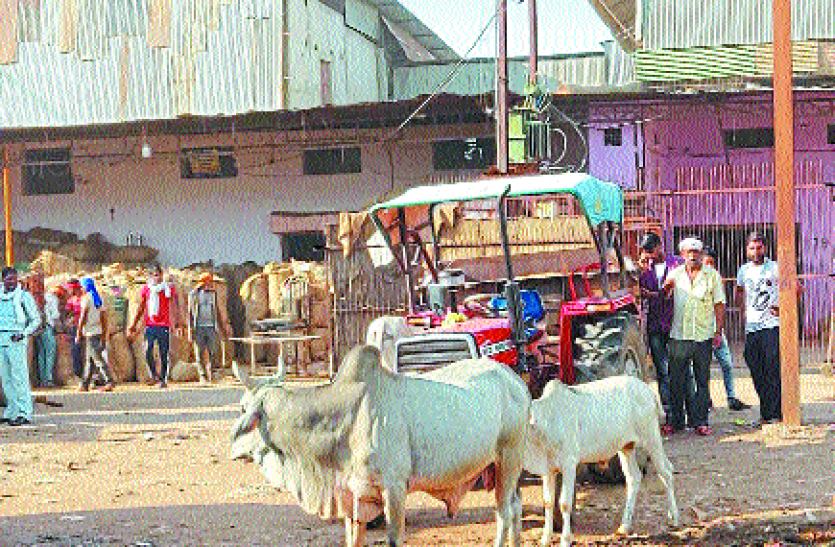 मंडी में किसान पर सांड का हमला, उठाकर जमीन पर पटका, सिर में आई गंभीर चोट मंडी में किसान पर सांड का हमला, उठाकर जमीन पर पटका, सिर में आई गंभीर चोट