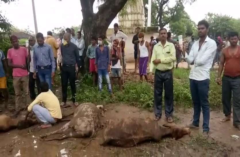 cows_death.jpg बिलासपुर में 50 गायों की मौत, दोषियों के खिलाफ FIR के आदेश, BJP ने सरकार पर साधा निशाना