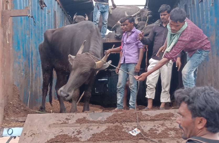 Driver and cleaner ran away from vehicle, police filed a case ५५ भैंसों से भरा ट्रक ग्रामीणों ने पकड़ा, ३ की मौत और ४ घायल