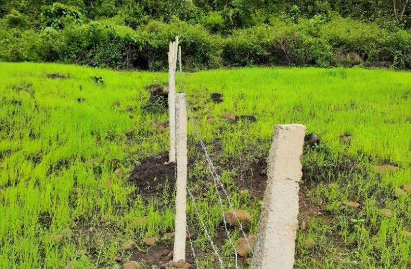 Conflicts include forest land, revenue on one measles and possession o उलझनों में जंगल की जमीन, एक ही खसरा पर राजस्व और वनविभाग का कब्जा