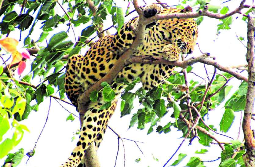 Leopard arrived in Rampur of Salhewara, showing sitting on tree, monitoring still there is panic in the area… साल्हेवारा के रामपुर में पहुंचा तेंदुआ, पेड़ पर बैठा दिखा, कर रहे निगरानी फिर भी है क्षेत्र में दहशत ...