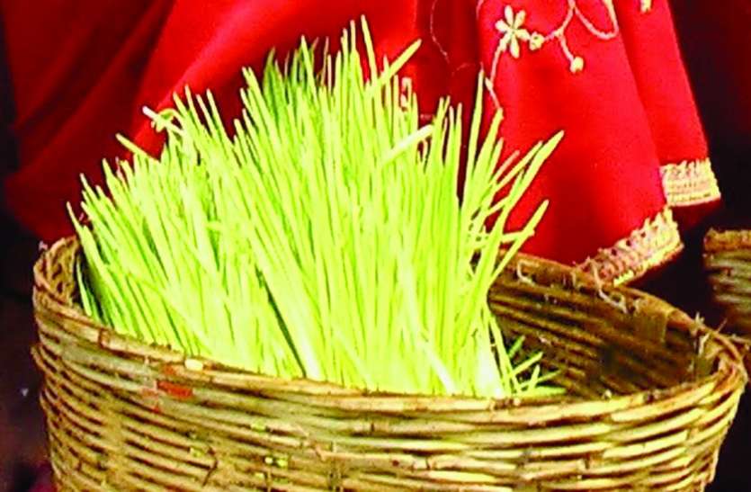 भोजली बने फसल के परतीक भोजली बने फसल के परतीक