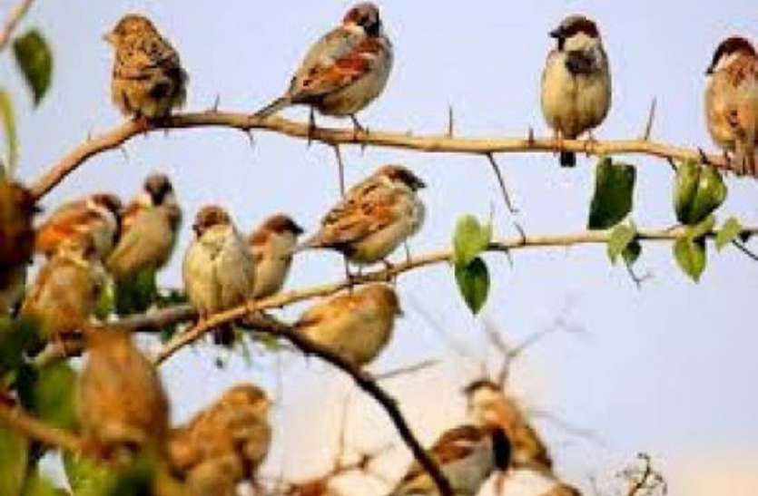 घोंसले में चिडिय़ा के बच्चों को सुरक्षित रखने के लिए ३५ दिनों तक अंधेरे में थे गांव के लोग घोंसले में चिडिय़ा के बच्चों को सुरक्षित रखने के लिए ३५ दिनों तक अंधेरे में थे गांव के लोग