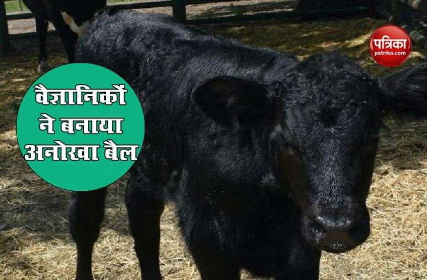 bull1.jpg वैज्ञानिकों ने तैयार किया अनोखा बैल, अब Cosmo से सिर्फ नर बछड़ों का होगा जन्म