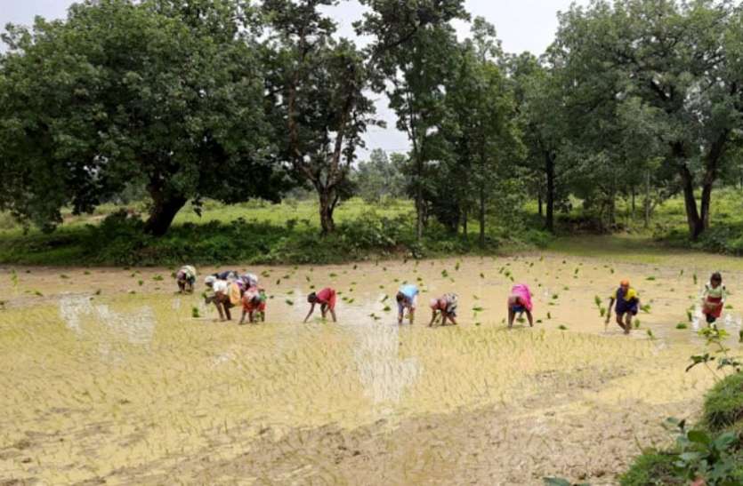 फुलवारी फाइन धान की खेती से हुई समृद्धि, अब दूसरों को दे रही रोजगार फुलवारी फाइन धान की खेती से हुई समृद्धि, अब दूसरों को दे रही रोजगार