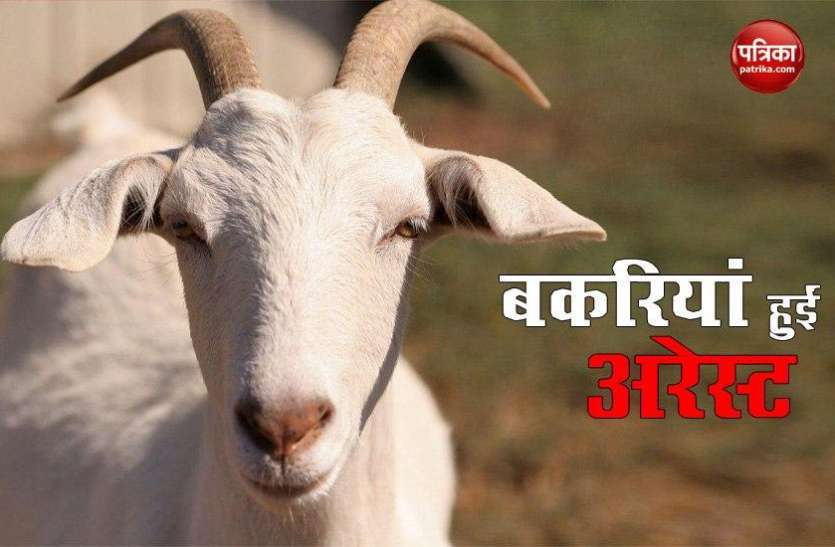 goats1.jpg चोरी छिपे पौधे खाने पर 15 बकरियों पर हुआ केस, लगाया 3 हजार रुपए का जुर्माना