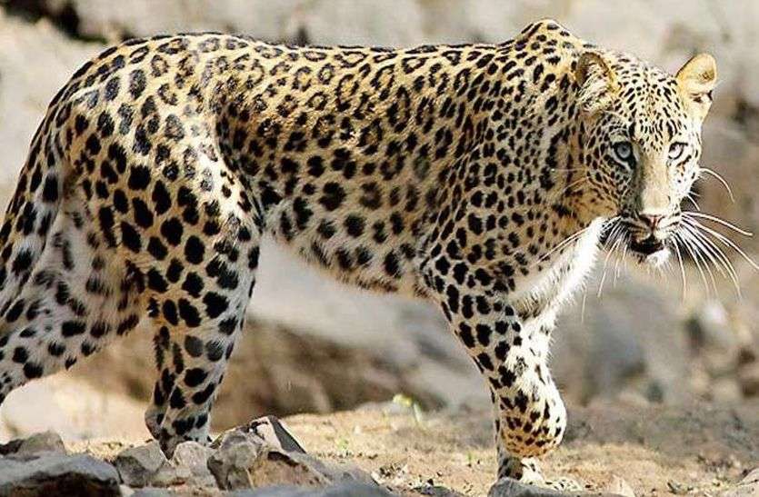 Panther attack : फिर इस क्षेत्र के ग्रामीणों में दहशत Panther attack : फिर इस क्षेत्र के ग्रामीणों में दहशत