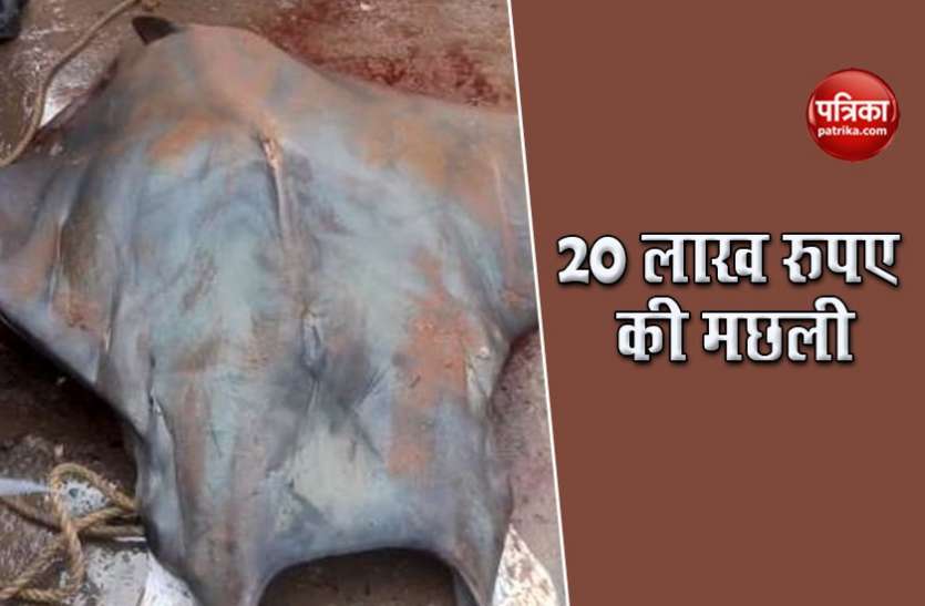 नहीं देखी होगी ऐसी मछली, 800 किलो का है वजन, 20 लाख है कीमत, जानिए इसकी खासियत नहीं देखी होगी ऐसी मछली, 800 किलो का है वजन, 20 लाख है कीमत, जानिए इसकी खासियत