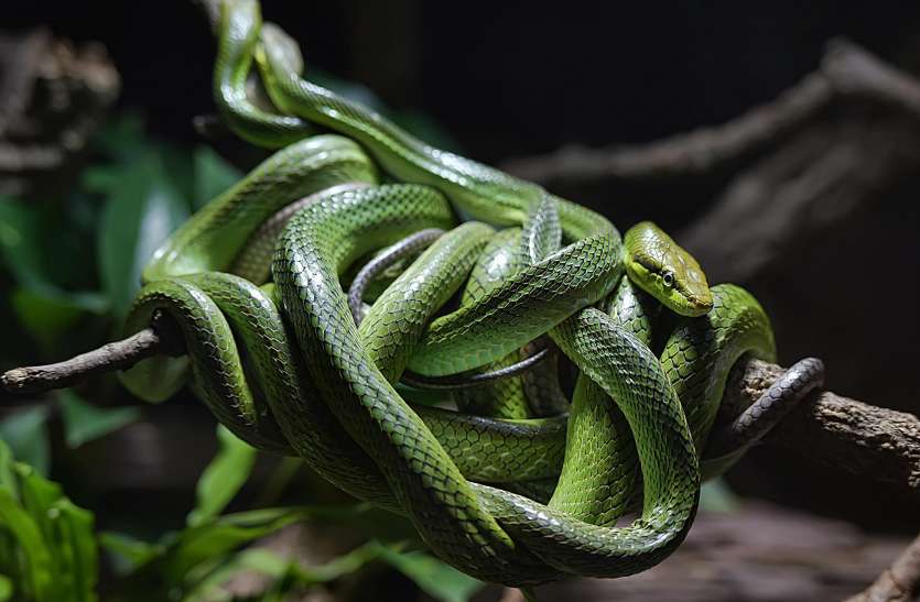 snake_island.jpg दुनिया का बेहद खौफनाक आइलैंड, जहां इंसान नहीं सांपों का चलता है राज