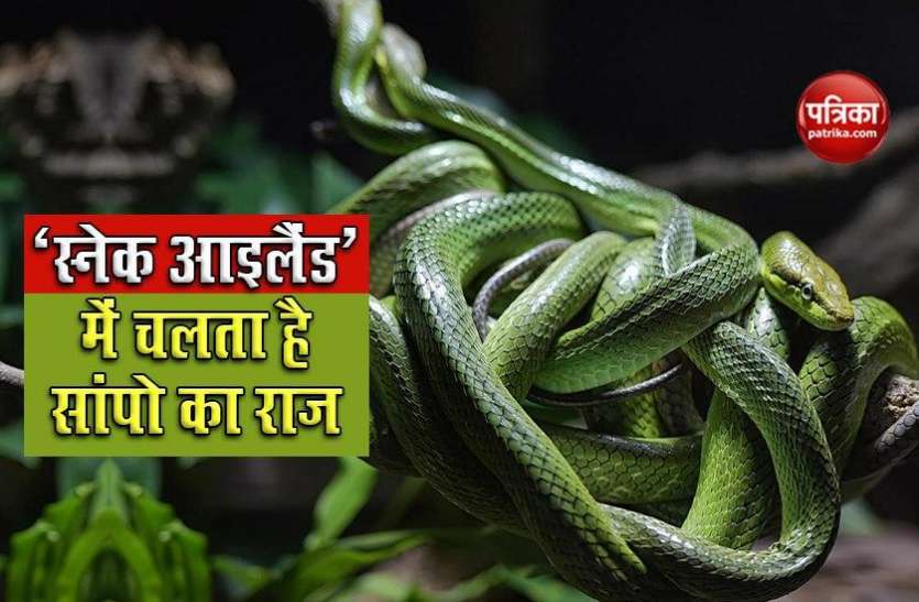 snakeisland1.jpg दुनिया का बेहद खौफनाक आइलैंड, जहां इंसान नहीं सांपों का चलता है राज