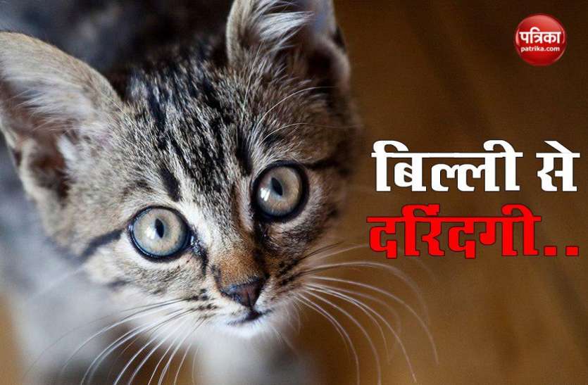 cat.jpeg Pakistan में इंसानियत शर्मसार, पालतू बिल्ली के साथ सात दिनों तक दरिंदगी के बाद मौत