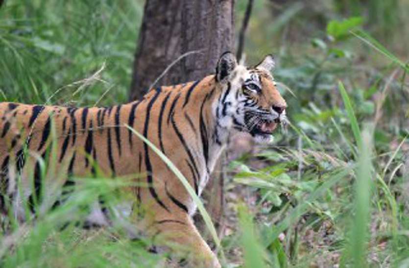 व्हाइट टाइगर्स मीरा, सुल्तान और शेरा के दीवाने हैं ग्वालियराइट्स व्हाइट टाइगर्स मीरा, सुल्तान और शेरा के दीवाने हैं ग्वालियराइट्स