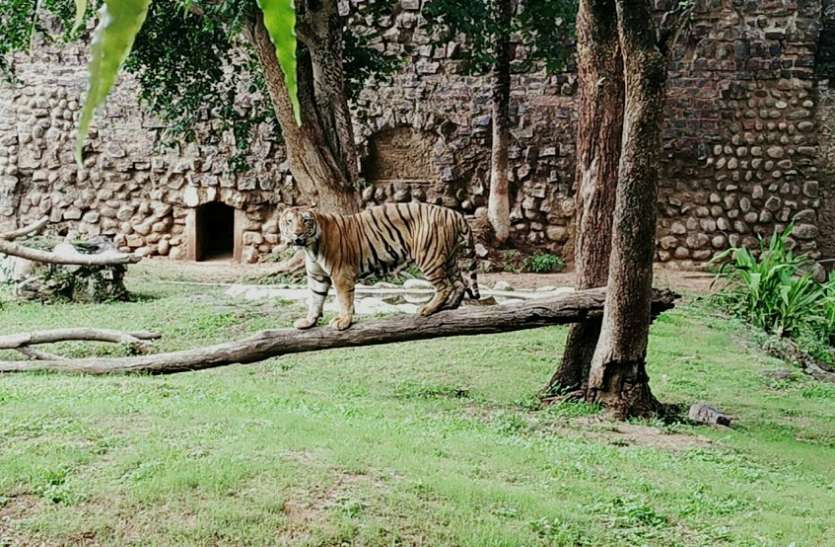Tiger day कोरोना काल में ज्यादा रिलेक्स दिख रहे टाइगर, एक आवाज पर आ जाते पास