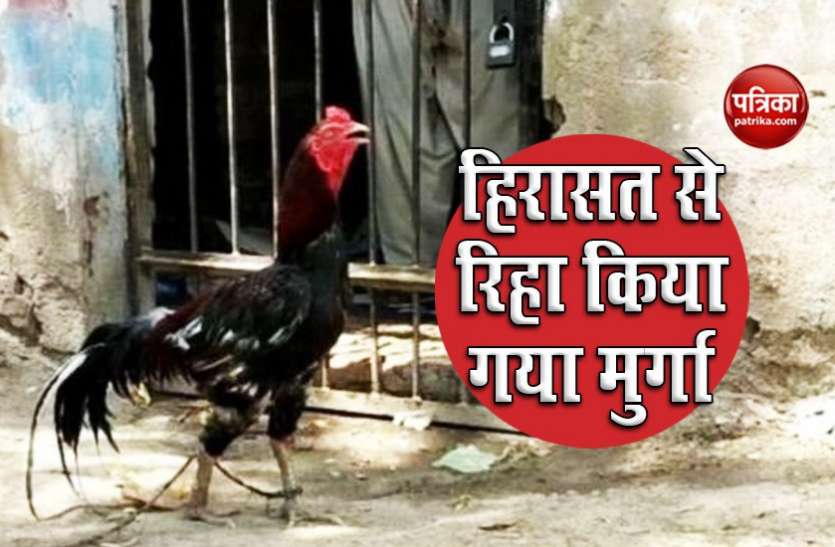 cock in pakistan Pakistan: आठ महीने बाद पुलिस हिरासत से रिहा हुआ मुर्गा, Court ने दिए आदेश