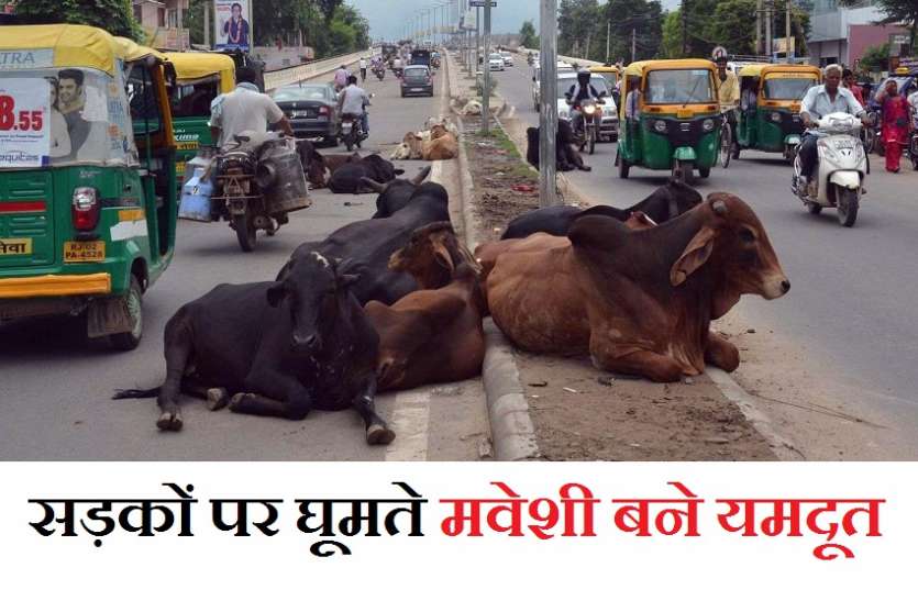 स्मार्ट सिटी कोटा में सड़कों पर घूमते मवेशी बने यमदूत स्मार्ट सिटी कोटा में सड़कों पर घूमते मवेशी बने यमदूत