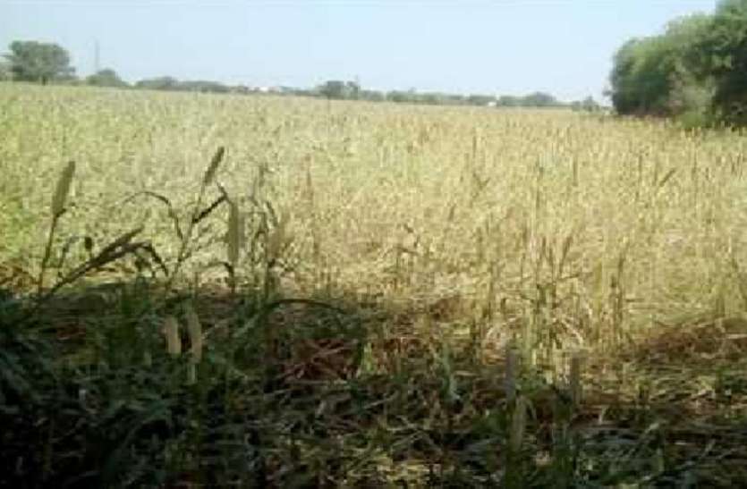 अवर्षण से सूखती फसल बारिश न होने से सूखने लगीं फसलें, किसान परेशान