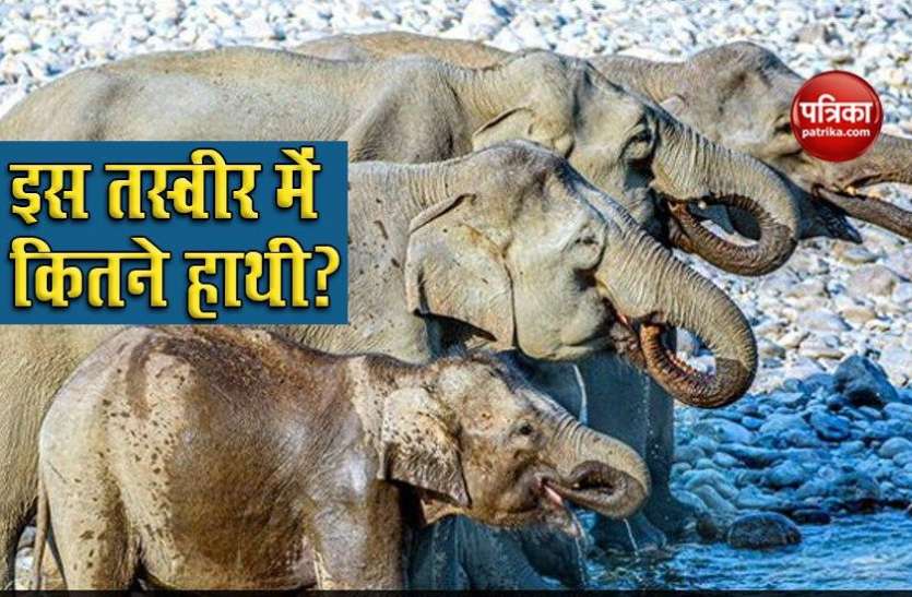 How Many Elephants Can You Count In This pic इस Photo में आपको कितने हाथी दिखाई पड़ रहे हैं? ज्यादातर लोगों के जवाब हैं गलत!