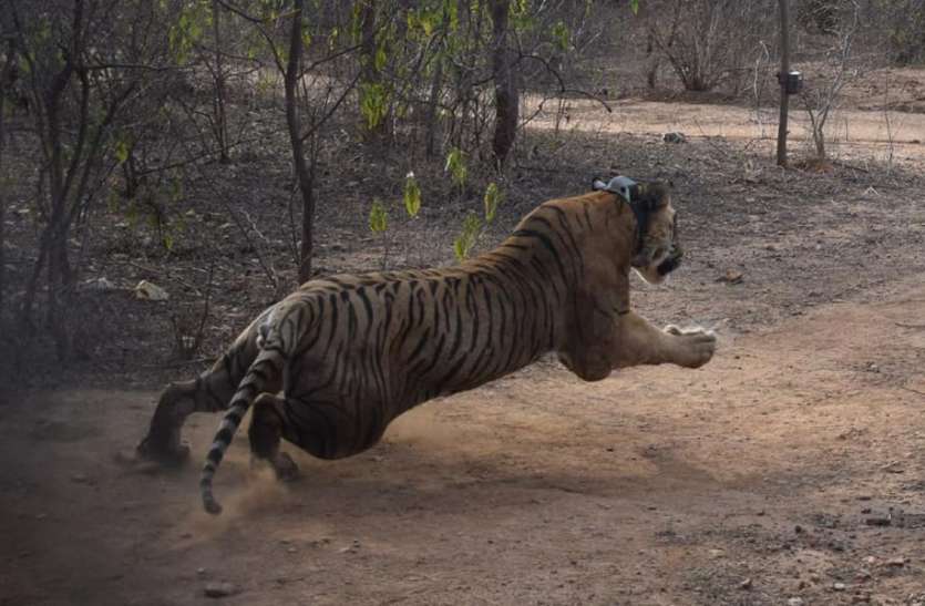 Tiger Again Knocked In The Area, Hunted Buffalo - टाइगर ने फिर दी क्षेत्र  में दस्तक, भैंस का किया शिकार | Patrika News