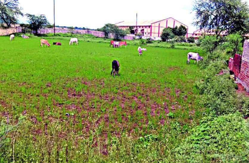 The outbreak of the stopped-drive campaign, large number of cattle entering the fields, movement affected by sitting on the streets ... रोका-छेका अभियान की निकल रही हवा, खेतों में घुस रहे बड़ी तादाद में मवेशी, सड़कों पर बैठने से आवाजाही प्रभावित ...