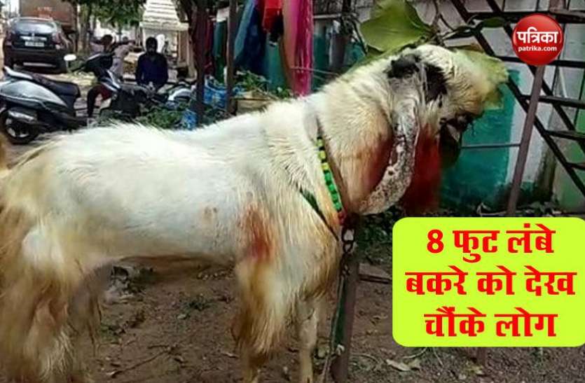 bakra1.jpg Bakrid 2020 : इंसानों से भी ज्यादा लंबा है ये बकरा, कुर्बानी के लिए डेढ़ लाख में बिका
