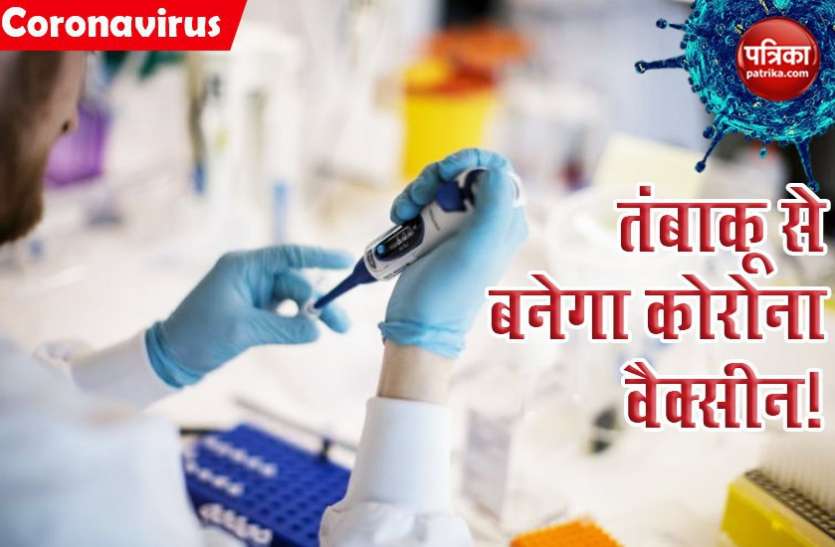 corona vaccine तंबाकू की पत्तियों से COVID-19 Vaccine बनाने में जुटी ब्रिटिश-अमरीकी कंपनी, कहा- ह्यूमन ट्रायल जल्द