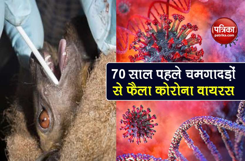 coronavirus is exists since 40 to 70 years found in bat say scientist 70 साल पहले ही आ गया था Coronavirus, चमगादड़ों से इंसानों में फैला संक्रमण