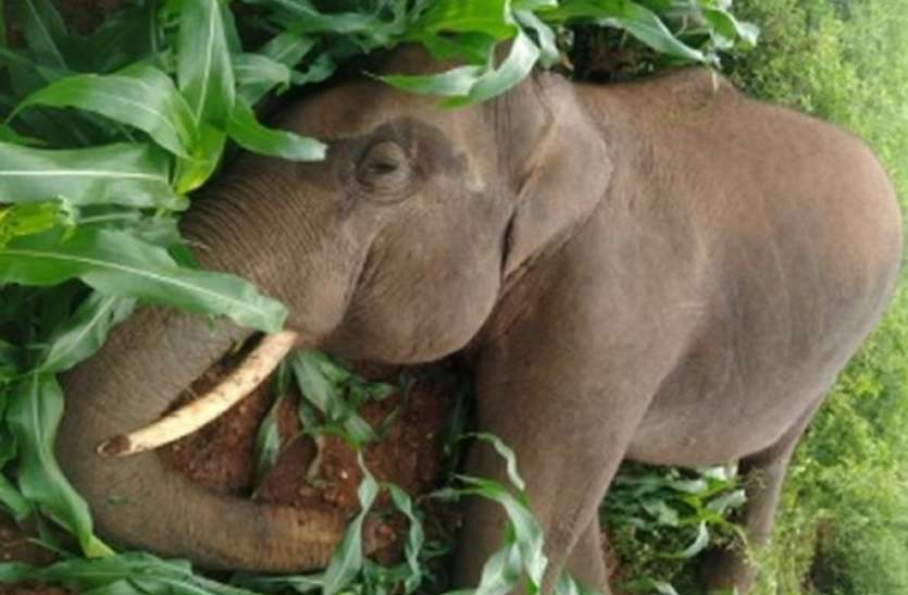 Elephant in search of food, dies of electrocution in Karnataka करंट लगने से हाथी की मौत
