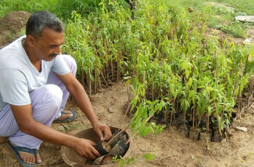 करौली में पुलिस को चुनौती दे रहे चंदन चोर, हिण्डौन के किसानों की बढ़ा रहे चिंता करौली में पुलिस को चुनौती दे रहे चंदन चोर, हिण्डौन के किसानों की बढ़ा रहे चिंता