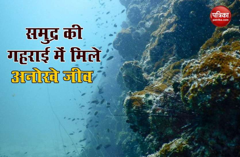 jeev1.jpg समुद्र की गहराई में मिला एक हजार करोड़ साल पुराना जीव, वैज्ञानिकों ने इसे दोबारा किया जिंदा