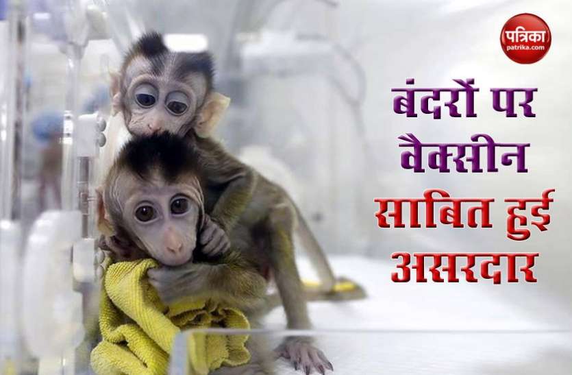 Good News: Coronavirus वैक्सीन ने बंदरों पर दिखाया कमाल, तीन देशों की कंपनियां जल्द करेगी जमत्कार Good News: Coronavirus वैक्सीन ने बंदरों पर दिखाया कमाल, तीन देशों की कंपनियां जल्द करेगी जमत्कार