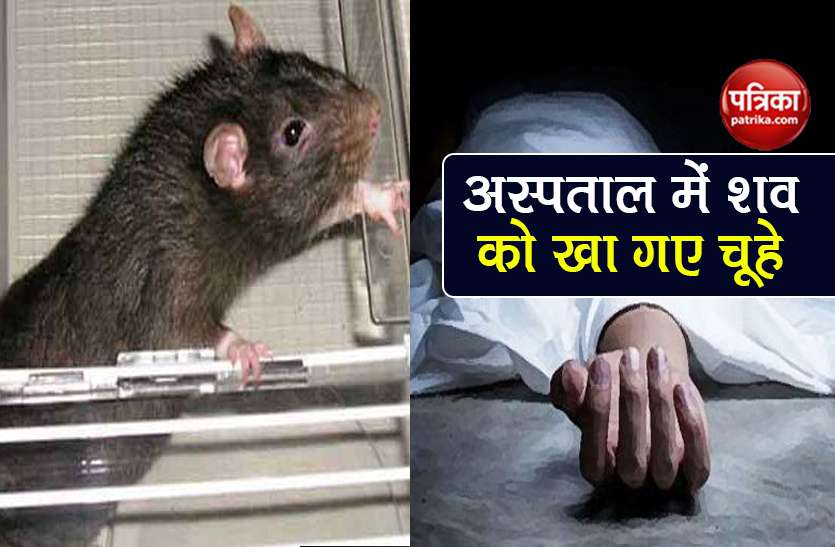 punjab chandigarh rats mangled woman body in hospital अस्पताल में महिला के शव को कुतर-कुतर के खा गए चूहे, देखकर परिजनों के उड़े होश