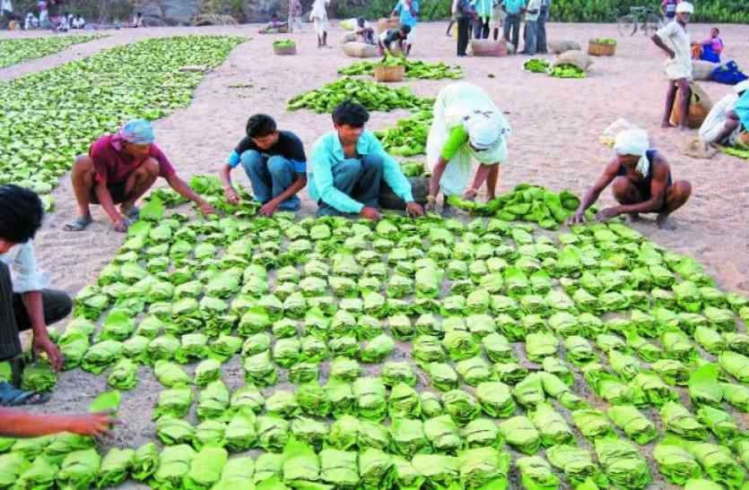 chhindwara तेंदुपत्ता: दस मई के आसपास संग्रहण के संकेत