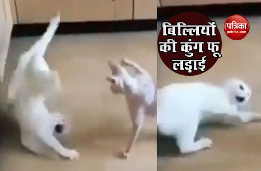 Video: Two Cat Was Fighting It Looks Like They Were Doing Kung Fu खाने को लेकर भिड़ गई दो बिल्ली करने लगी Kung Fu Fight, वीडियो हुआ वायरल