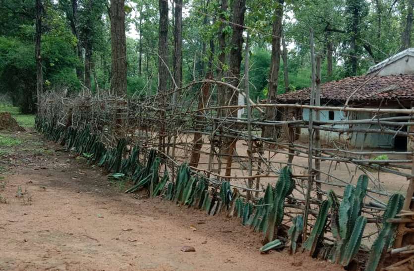 Kektas planted in the protection of wild elephants in Dashrath Tailaiya and Kushmaha Camps, core areas of Bandhavgarh Tiger Reserve. गजराज के गुस्से से बचाएगी कैक्टस की बाड़