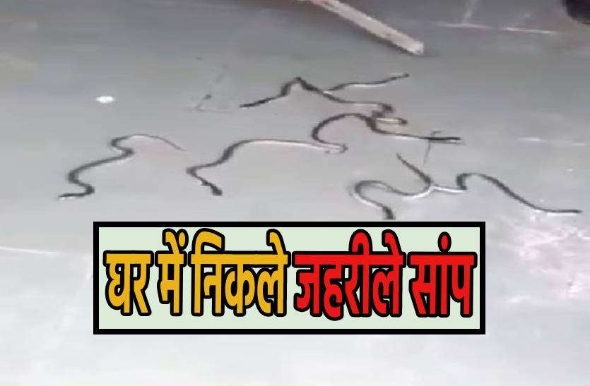 saanp.jpg नए मकान को जहरीले सांपों ने बनाया अपना घर, एक के बाद एक निकले कई सांप, देखें वीडियो-