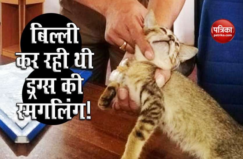 billi1.jpg ड्रग्स की सप्लाई कर रही थी बिल्ली, पुलिस ने दबोचा तो चकमा देकर हुई फरार