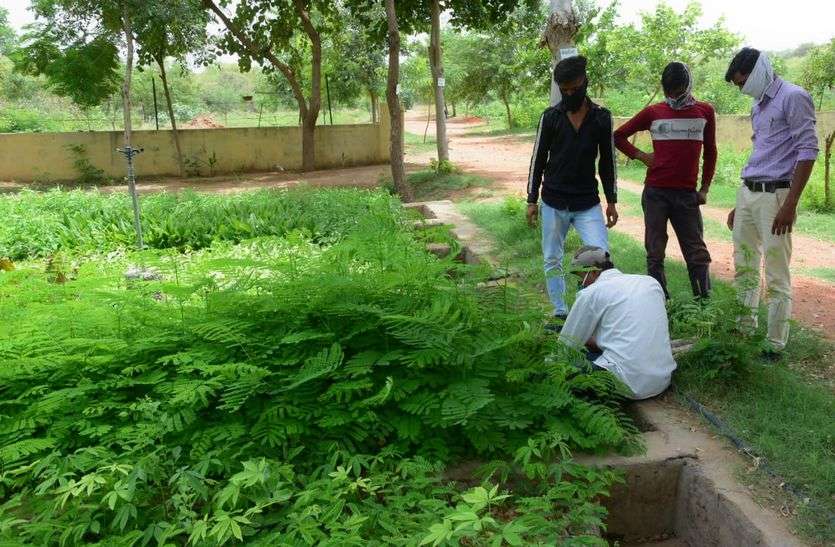 जुलाई महीने में 22 हजार पौधों की बिक्री जुलाई महीने में 22 हजार पौधों की बिक्री