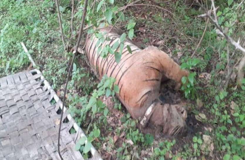 टाइगर रिजर्व में दो बाघों की मौत का मामला रिजर्व में बाघों की मौत पर तय हो जिम्मेदारी