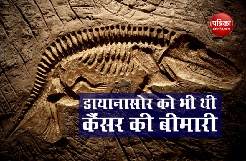 30 Anos Atras Fosil De Dinosaurio Demuestra Cancer En Lugar De Fractura Los Dinosaurios Causaron Cancer Una Nueva Teoria Revelada A Partir De Fosil Encontrado Hace 30 Anos