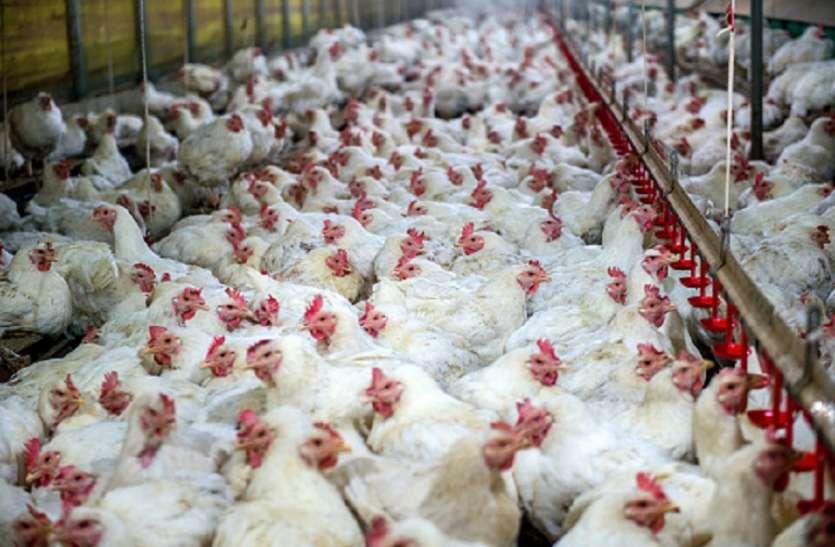 poultry industry कोरोना के प्रति नकारात्मक खबरों ने पोल्ट्री बिजनस को किया चौपट