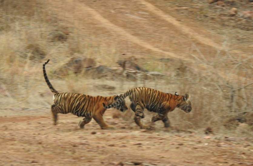 shavak_1.jpg मुकुंदरा में बाघ दिखा, शावक अभी भी लापता, चिंता बढ़ी