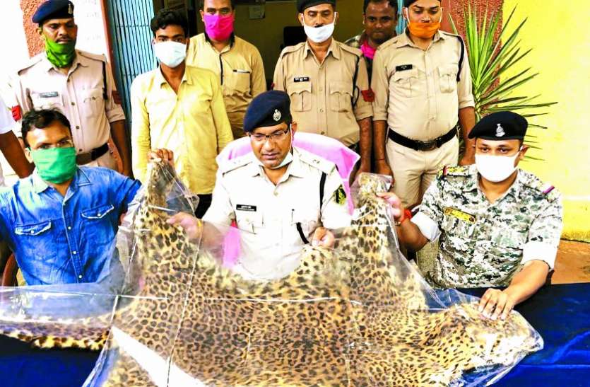 तेंदुए की खाल के साथ एक आरोपी गिरफ्तार तेंदुए की खाल के साथ एक आरोपी गिरफ्तार