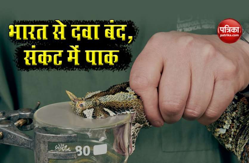 Snake venom medicine भारत से आयात बंद, Pakistan में सांप के जहर को बेअसर करने वाले टीके की किल्लत