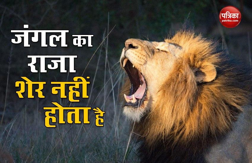 World Lion Day Lion Is Not The King Of The Jungle World Lion Day श र न त ज गल क र ज ह न व अक ल श क र करत ह Patrika News