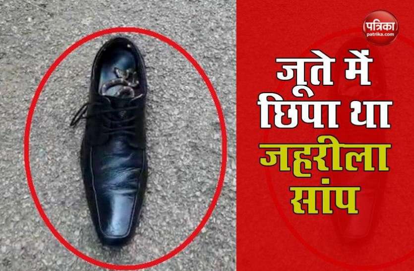 Poisonous snake was hidden in SP's shoes, attacked while removing sock SP साहब के जूते में छिपा बैठा था काला नाग, पहनते समय कर कर दिया हमला !