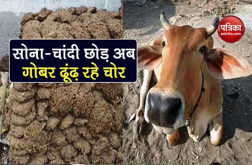 100 kg cowdung stolen from farmers farm chhattisgarh know reason आजकल गोबर ढूंढ़ रहे चोर, किसान के घर से चुराया 100 किलो गोबर, ये है कारण