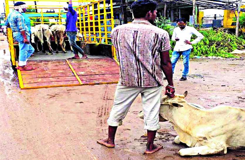 The patrol caught a vehicle full of cattle गश्ती दल ने मवेशियों से भरा वाहन पकड़ा, किया पुलिस के हवाले
