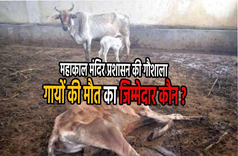 cow.jpg महाकाल मंदिर प्रशासन की गौशाला में एक दर्जन से ज्यादा गायों की मौत, जिम्मेदार कौन ?