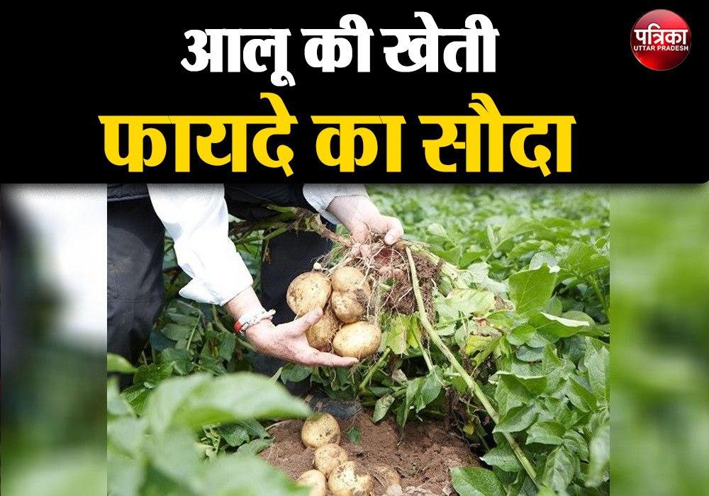 Potato Farming File Photo