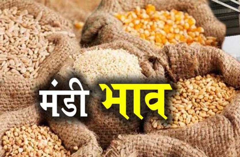 mandi अजमेर मण्डी: गेहूं और तेलों में तेजी
